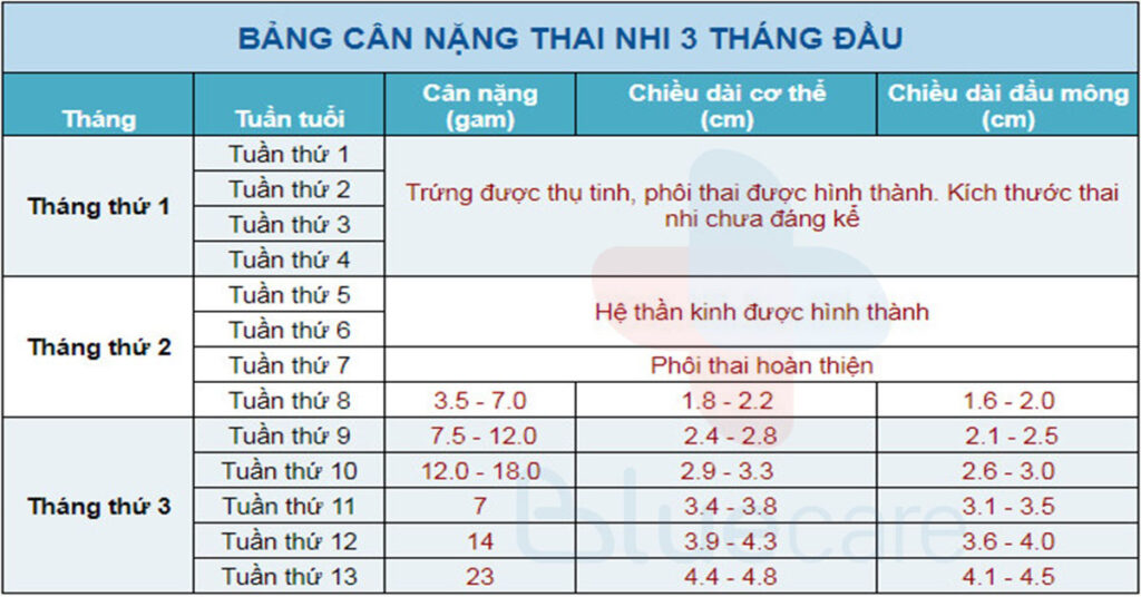 Bảng cân nặng thai nhi 3 tháng đầu