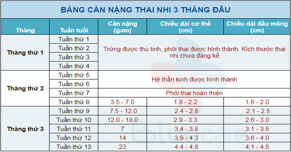 Bảng cân nặng thai nhi 3 tháng đầu